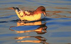 Pintado Petrel